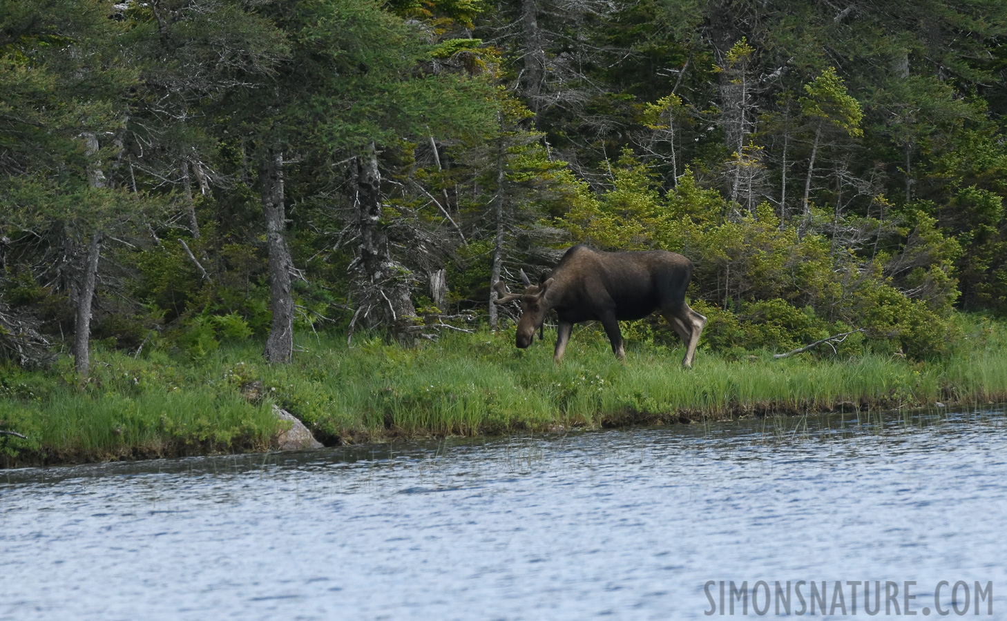 Alces alces americana [400 mm, 1/2000 Sek. bei f / 10, ISO 1600]